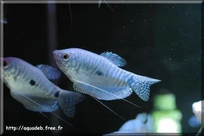 Quel est ce poisson ?