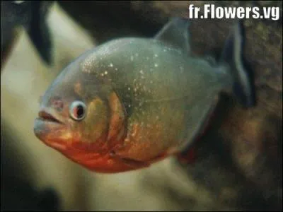 Quel est ce poisson ?