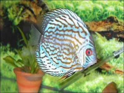 Quel est ce poisson ?