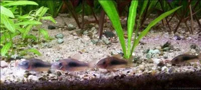 Quel est ce poisson ?