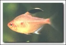 Quel est ce poisson ?