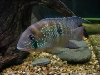 Quel est ce poisson ?