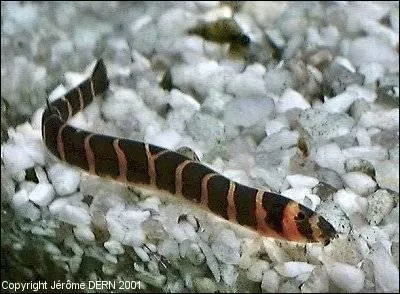 Quel est ce poisson ?