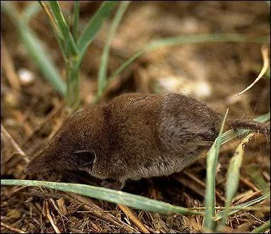 Son nom scientifique est Sorex arunchi. Quel est son nom ?