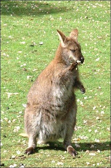 C'est le seul marsupial prsent en Europe, notamment en France. Qu'est-ce ?