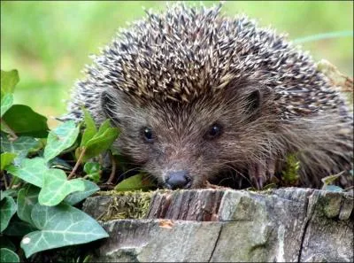 C'est le seul hrisson turc. Qu'est-ce ?