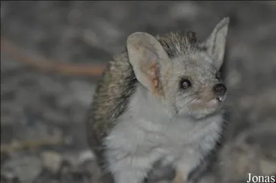 Il est le seul hrisson europen du genre Hemiechinus. Qu'est-ce ?