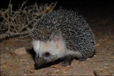 C'est le plus petit hrisson europen. Quel est son nom ?