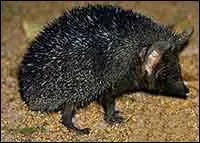 C'est le seul hrisson europen entirement noir. Qu'est-ce ?