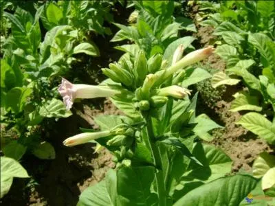  Alcool, geisha, tabac .