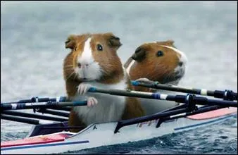 Ils se sont mis  l'aviron !