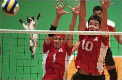 A quel sport joue le chat ?