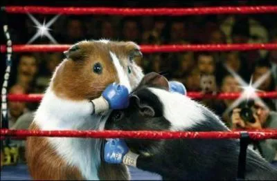 Quel champion de ce sport connais-tu ?