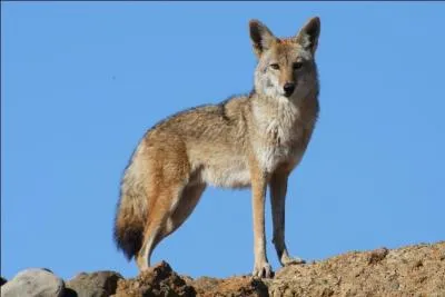 A l'tat sauvage, sur quel continent peut-on rencontrer le coyote ?