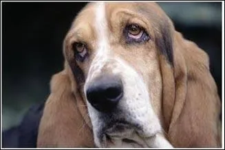 Oh la la, que ce regard est triste, voici le basset hound ou hushpuppie, dont l'un des plus clbres propritaires  l'cran est... ?