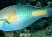 Quiz Reconnatre les poissons tropicaux 1