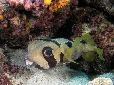 Quel est ce poisson ?