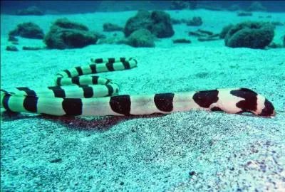 Quel est ce poisson ?