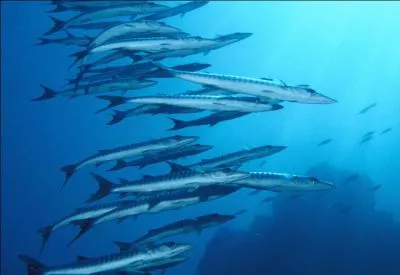 Ce banc de poissons est :