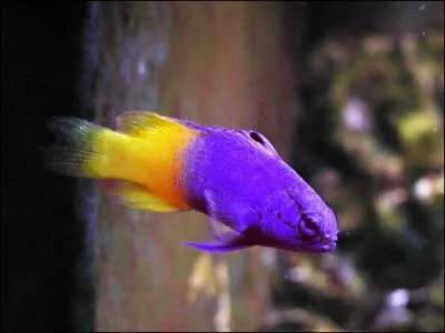 Quel est ce poisson ?