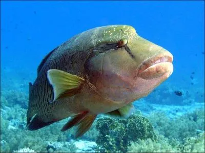 Ce poisson est :