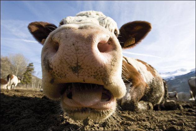 quel animal fait du lait