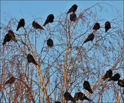 Vous avez certainement vu et entendu le soir, les grands groupes de corbeaux runis dans des dortoirs. De quels corbeaux s'agissait-il ?