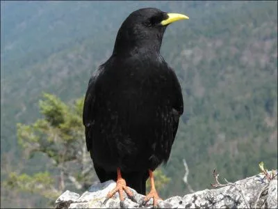 Quel oiseau n'est pas un corvid ? La photo ne vous aidera pas.