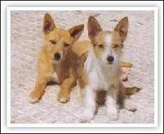 Quelle est la race de ce petit chien ?