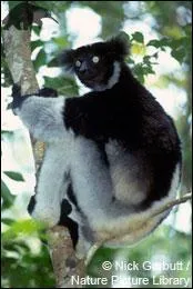 L'indri est un animal arboricole de Madagascar, il fait partie des