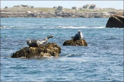 Pourquoi certains ilts de l'archipel de Molne sont-ils interdits d'accs aux humains au printemps et en t ?
