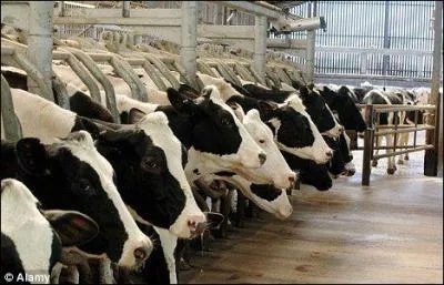 Dans quelle rgion de France , le projet de ferme concentrationnaire de 1000 vaches a-t-il provoqu la rvolte des associations et des agriculteurs ?
