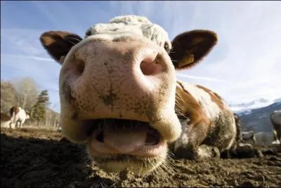 Les 90 vaches d'un levage allemand ont fait parler d'elles. Pour quelle raison ?