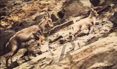 Quel est le plus agile des onguls de montagne ?