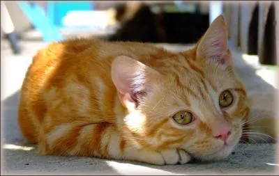 Je suis un chat de gouttire, et ma devise est cette phrase  la libert est la vertu du pauvre , crite par un crivain, pote, essayiste, mort au champ d'honneur en 1914. De qui s'agit-il'