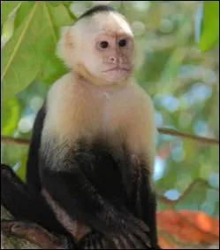 Que font certaines femelles singes capucins pour attirer l'attention d'un beau mle ?