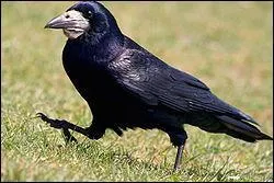 Quel est le nom de ce corbeau ?