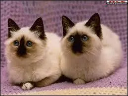 De quelle couleur sont les yeux des Siamois ?