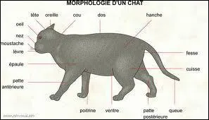 Combien d'annes un chat vit-il ?