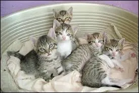 Combien de petits une chatte peut-elle avoir ?