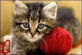 De quelle couleur deviennent les yeux des chats quand on les photographie ?