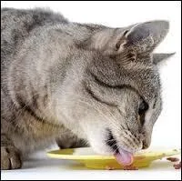 Est-ce que les chats aiment le fromage ?