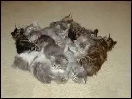 Comment les chats dorment-ils ?
