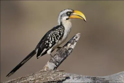 Cet oiseau africain, qui possde un plumage bicolore noir et blanc ainsi qu'un imposant bec jaune, est un zazou. Vrai ou faux ?