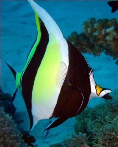 Comment appelle-t-on ce poisson emblmatique des rcifs coralliens de l'ocan Indien ?