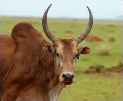 Je suis un bovid domestique descendant d'une sous-espce indienne de l'aurochs.