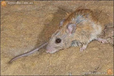 Rongeur australien de la sous-famille des Murinae. On l'appelle aussi  rat des rochers .