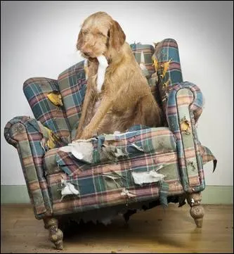 Maman viens voir ? Fripouille ... dans le fauteuil de Papi.