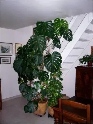Mon philodendron a ... si vite qu'il atteint dj le plafond !