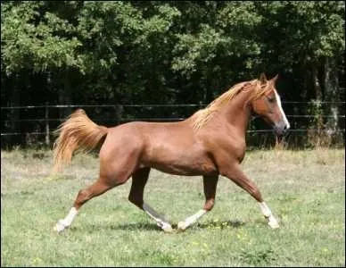 Quelle est la robe de ce cheval ?